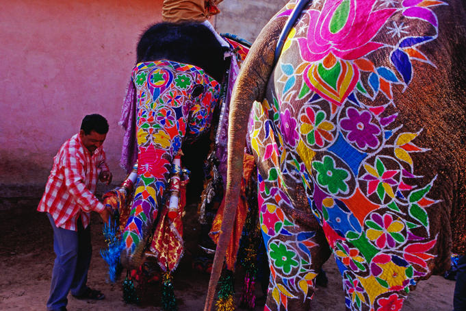 Elephants being prepared for Elephant Festival.