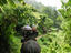 Tourists riding elephants along a Chiang Mai elephant camp trail.