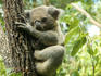 Koala at Sydney Wildlife World, Darling Harbour.