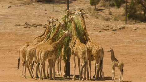 Giraffes (Giraffa camelopardalis) feeding with baby giraffe missing out at Monarto Zoo.