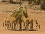 Giraffes (Giraffa camelopardalis) feeding with baby giraffe missing out at Monarto Zoo.
