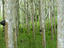 Image_26380-237