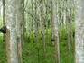 Rubber trees.