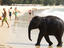 Baby elephant on beach at Ao Bang Thao.
