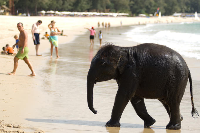 Baby elephant on beach at Ao Bang Thao.