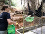 Volunteer feeding gibbons at Gibbon Rehabilitation Centre.