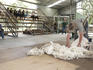 Sheep shearing demonstration at Tumbulgum Farm, Whiteman Park.