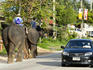 Elephant and car traffic on street.