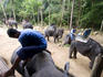 Elephant trekking to Namuang Waterfall.
