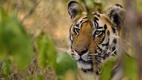Sub-adult male Bengal Tiger (Panthera tigris tigris) partially concealed by vegetation.
