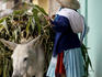 Woman loading donkey with eucalyptus leaves.
