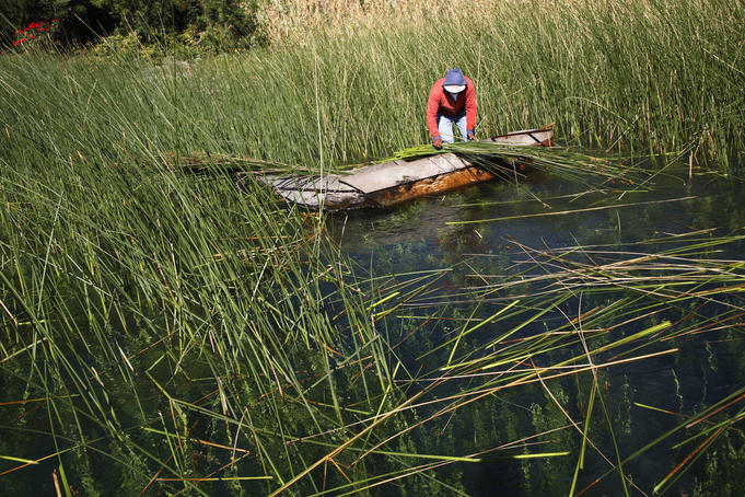 Farmer collecting rushes on lake.