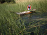 Farmer collecting rushes on lake.