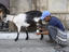 Farmer milking goat near Central Market at Zone 1.