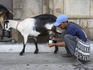 Farmer milking goat near Central Market at Zone 1.