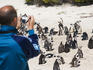 Man photographing colony of penguins at Cape Peninsula.