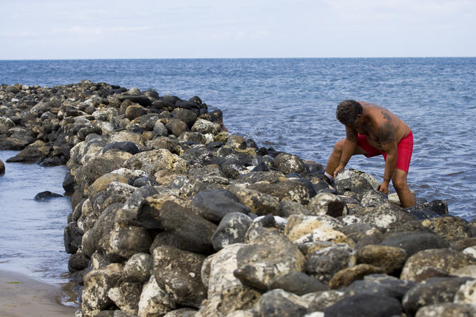 Volunteer working on the rock wall of the traditional fishpond at Ko'ie'ie Fishpond, Kihei, South West Maui.