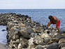 Volunteer working on the rock wall of the traditional fishpond at Ko'ie'ie Fishpond, Kihei, South West Maui.
