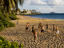 Charley Young Beach, Hawaii