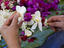 Making flower leis, string, Hawaii