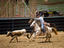 Rodeo at Piiholo Ranch, Makawao, Upcountry.