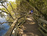 Mangrove Boardwalk on bank of Brisbane River in City Botanic Gardens.