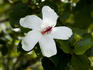 Native white hibiscus, World Botanical Gardens, Hamakua Coast, Waimea Reagion.