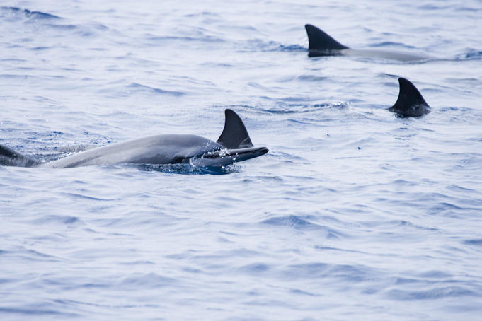 A pod of dolphins, Kealakekua Bay, South Kona.