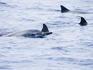 A pod of dolphins, Kealakekua Bay, South Kona.