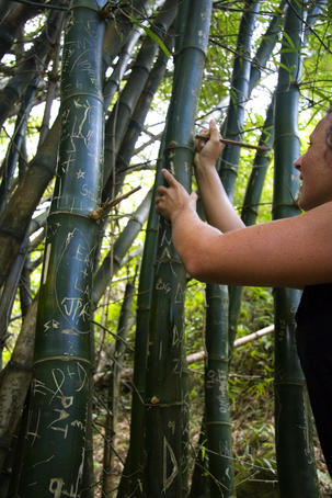 Hiker carving initials on bamboo stalk on the Kalalau Trail.