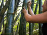 Hiker carving initials on bamboo stalk on the Kalalau Trail.
