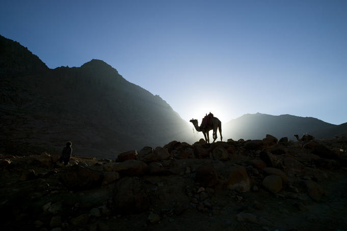 Camel in the early morning light as trekkers ascend Mt Sinai, Sinai Peninsula.