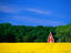 Red House and forest, Sweden