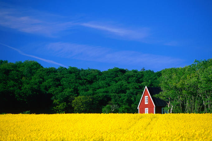 Rape field, Red House and forest, Kullaberg Skane.