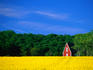 Rape field, Red House and forest, Kullaberg Skane.