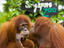 Image_26490-24