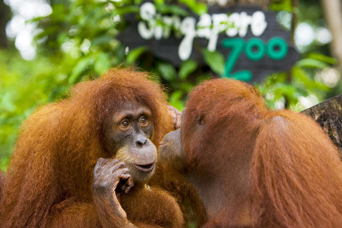 Orang-utans at Singapore Zoo.