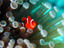 Tiny fish among the tentacles of a sea anemone in the reefs of Malaysian Borneo's Sipadan-Kapali-Mabul region.