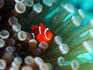 Tiny fish among the tentacles of a sea anemone in the reefs of Malaysian Borneo's Sipadan-Kapali-Mabul region.
