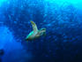 Turtle swimming by a school of fish in the reefs of Malaysian Borneo's Sipadan-Kapali-Mabul region.