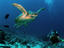 Diver watching a turtle swimming in the reefs of Malaysian Borneo's Sipadan-Kapali-Mabul region.
