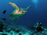 Diver watching a turtle swimming in the reefs of Malaysian Borneo's Sipadan-Kapali-Mabul region.