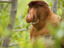 Proboscis Monkey, Sarawak