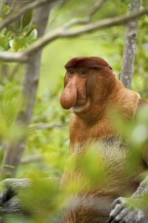 Proboscis Monkey (Nasalis larvatus) in Mangrove tree.