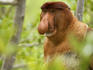 Proboscis Monkey (Nasalis larvatus) in Mangrove tree.