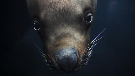 Stellar sea lion diving at Alaska Sealife Center.