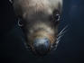 Stellar sea lion diving at Alaska Sealife Center.