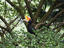 Rhinoceros Hornbill, Kuala Lumpur