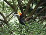 Rhinoceros Hornbill ((Buceros rhinoceros) at KL Bird Park.