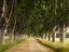 Trees, Provence